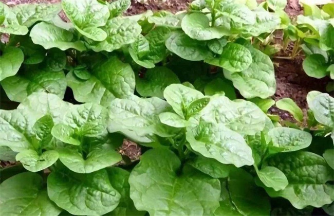 Field management technology of agaric vegetable