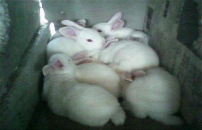 What is the cause of female rabbit infertility?