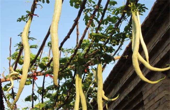 Matters needing attention in planting snake melon