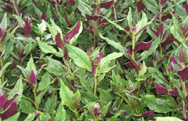 Cultivation techniques of Rhododendron chinense