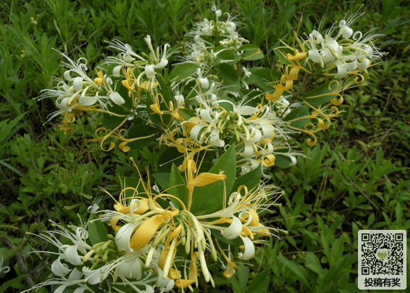 How to maintain honeysuckle in winter is best