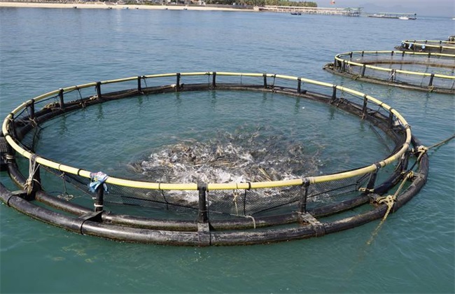 How to improve the utilization rate of bait in fish culture