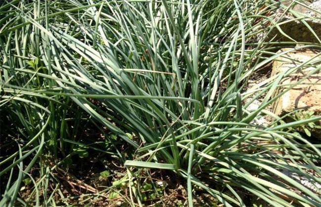 Cultivation techniques of scallions