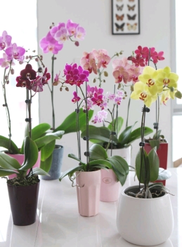 Phalaenopsis doesn't know how to grow it. Look at this!