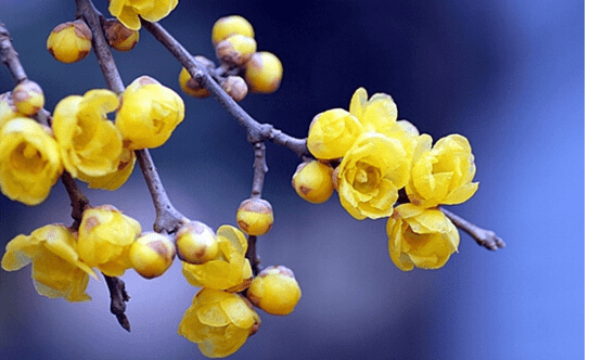 Maintenance skills and matters needing attention of preserved plum in winter