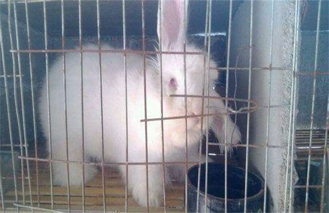 Feeding and management techniques of Angora rabbits in summer