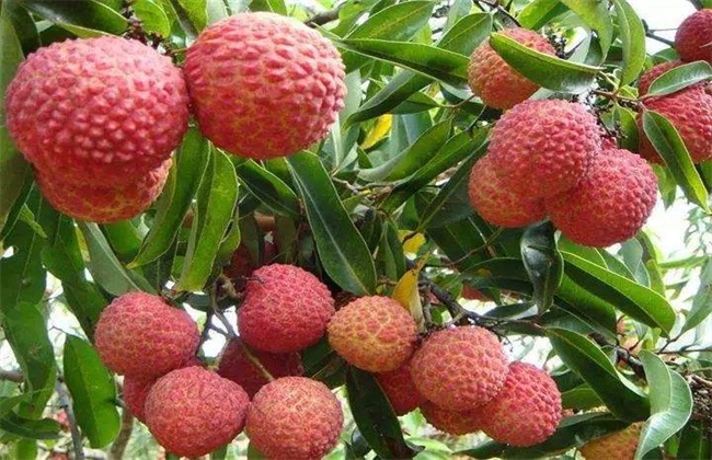 Environmental Requirements for Litchi Growth