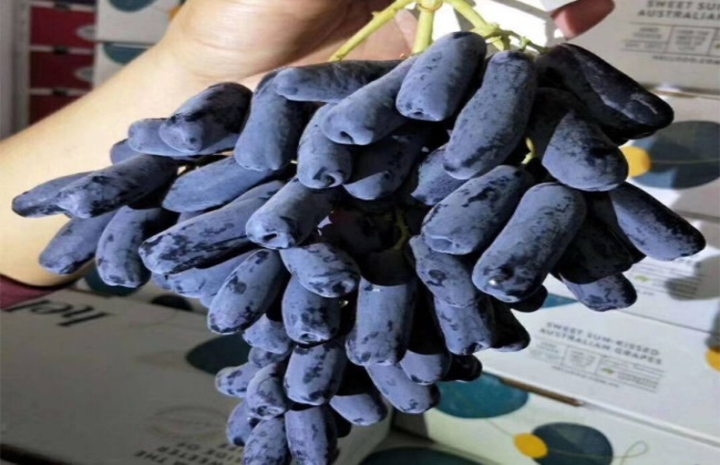 Key points of management of sapphire grape in different periods