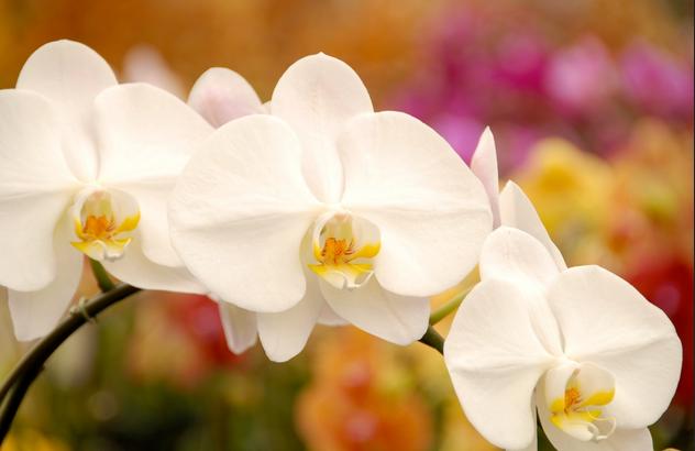 How to plant orchid bulbs