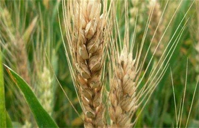 Causes of dead spike in wheat and its control measures