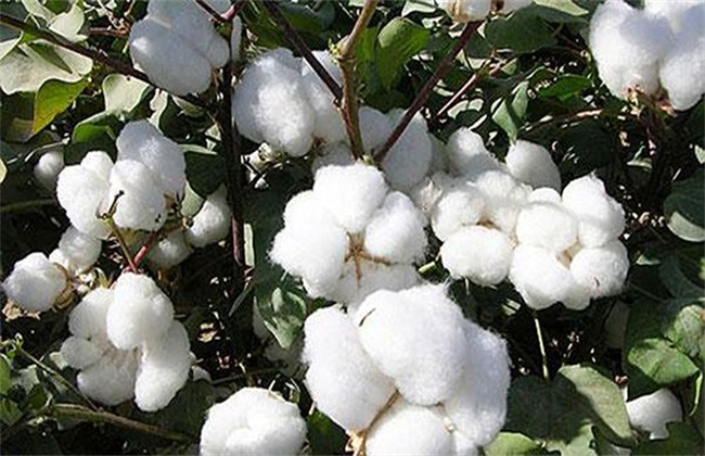 The growing environment of cotton