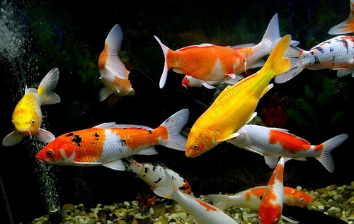 Koi and what kind of fish are raised together, the master teaches you how to choose an aquarium