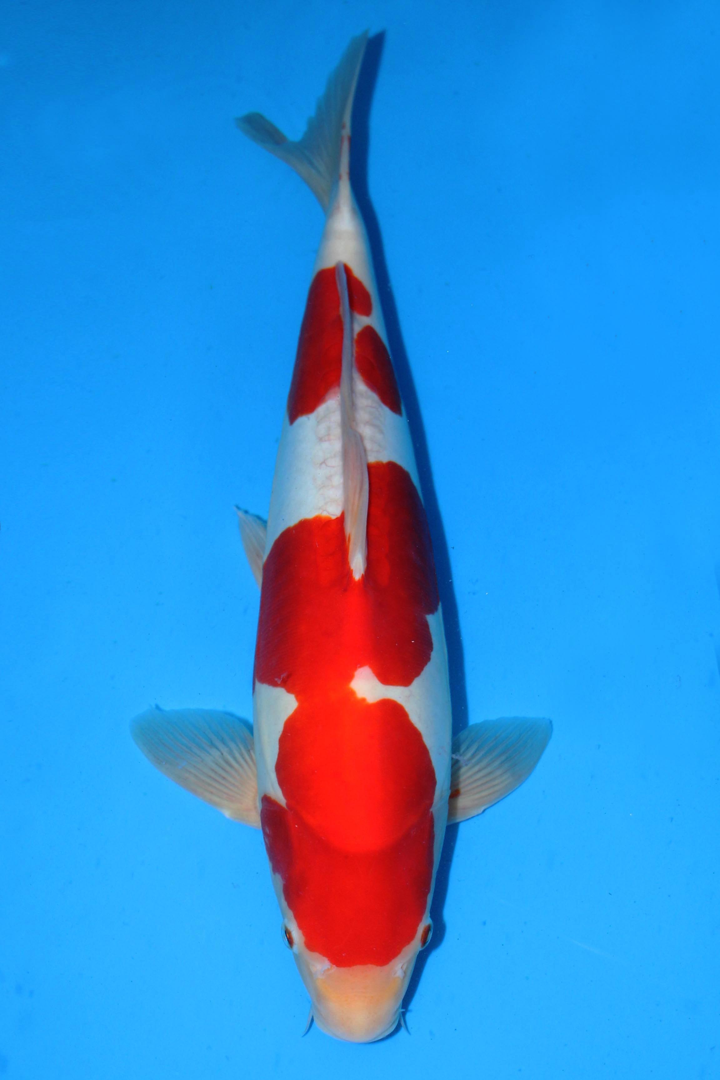 What are the characteristics of German red and white koi