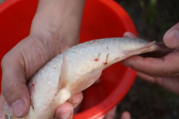 The symptoms of disease in koi and the treatment of anchor head disease in koi.