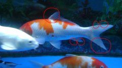 How does koi grow quickly? is water mildew of koi contagious?