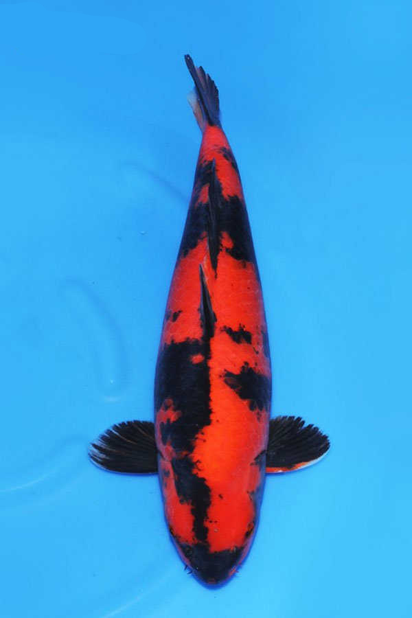 How often do brocade carps change water, Japanese koi become popular in wealthy circles in Asia, with an asking price of 600000 yuan.