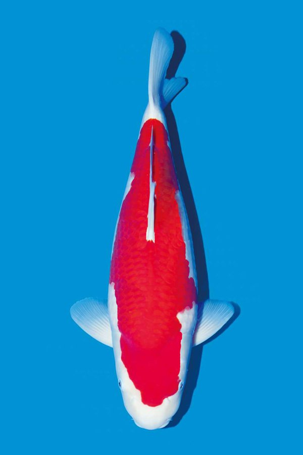 Selection criteria of a section of red, red and white koi