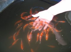 The method of selecting koi in that year, and the skills of beginners in buying koi