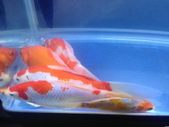 What are the common diseases of koi? vertical scale disease with high incidence of brocade carp in spring