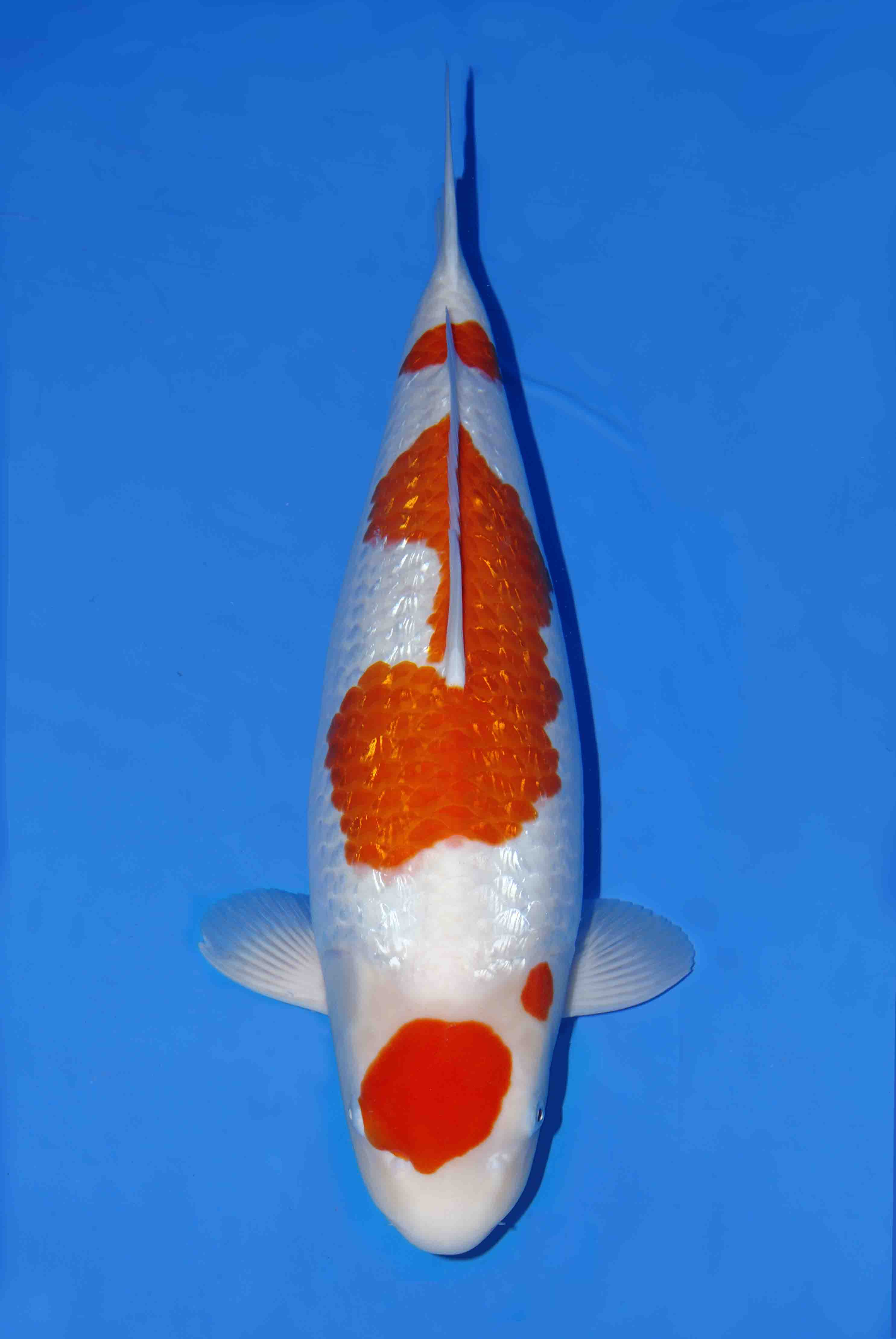 Color distinction between gold and silver scale red and white koi and five-color brocade carp