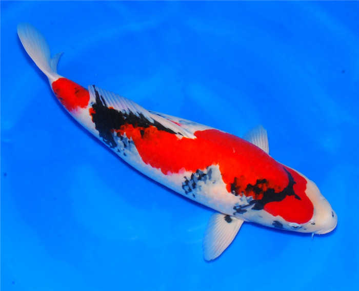 How to raise koi, the three generals of koi: the charm of gossip writing