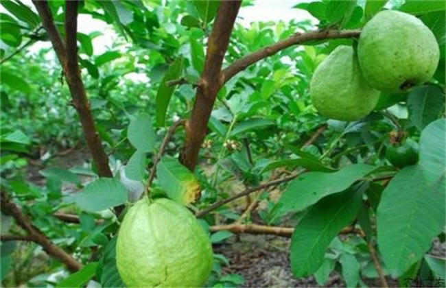 Guava planting and management technology