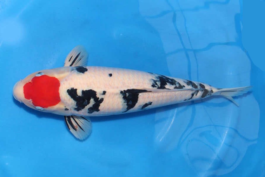 How do koi grow up fast, those things abroad?