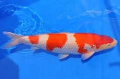 How to choose koi and purchasing skills of koi