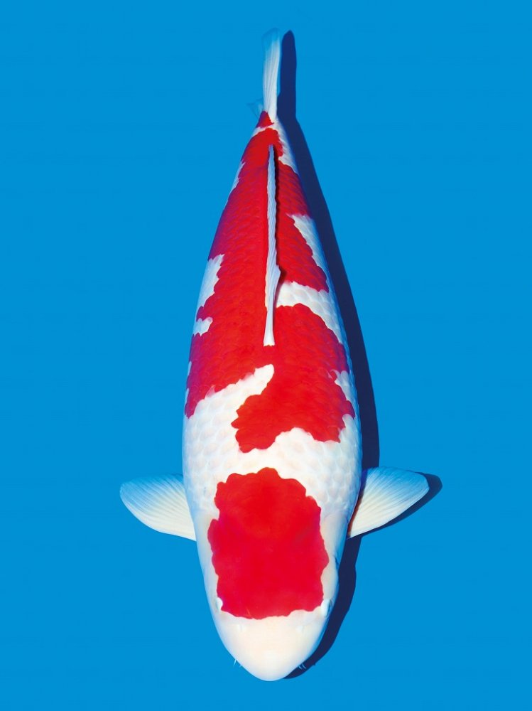 How does the second-stage red and white koi compare with the silver-scale koi?