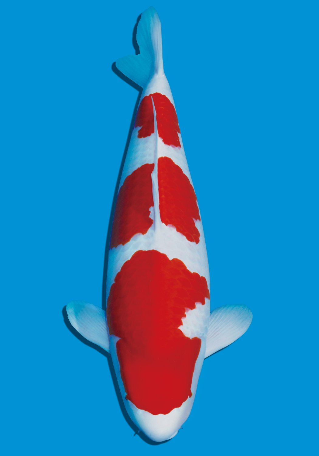 How do three segments of red and white koi compare with silver-scale koi?