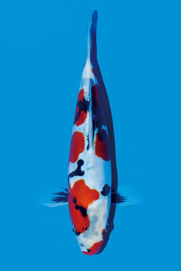 What are the important differences between lipstick tricolor koi and red and white koi