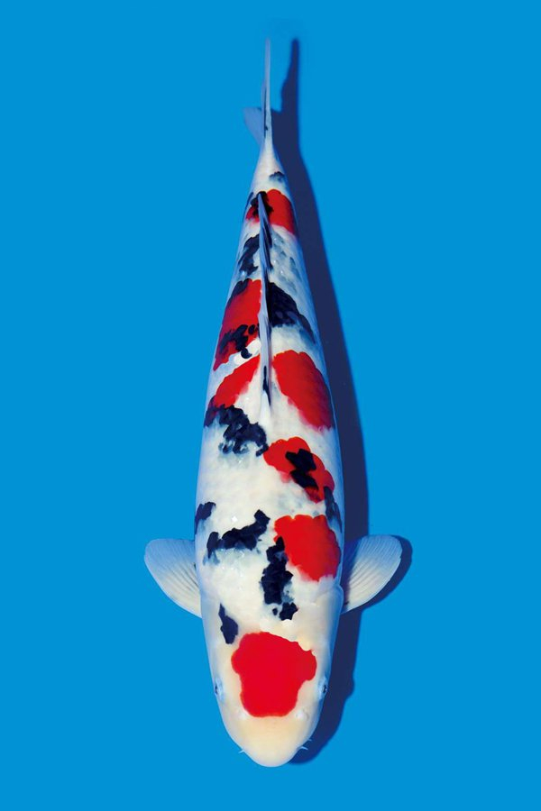 Culture techniques of Dazheng tricolor koi carp in pill point