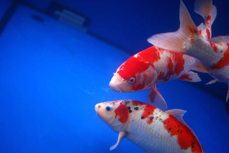 What species of koi have spirituality? skills of brocade carp seedling cultivation