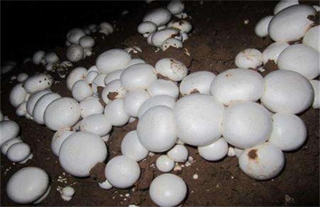 Cultivation techniques of Pleurotus ostreatus