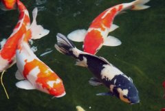 The technique of koi culture in autumn is the skin contagion of common diseases of koi.