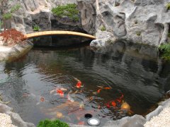 Selection of juvenile koi and daily culture of koi