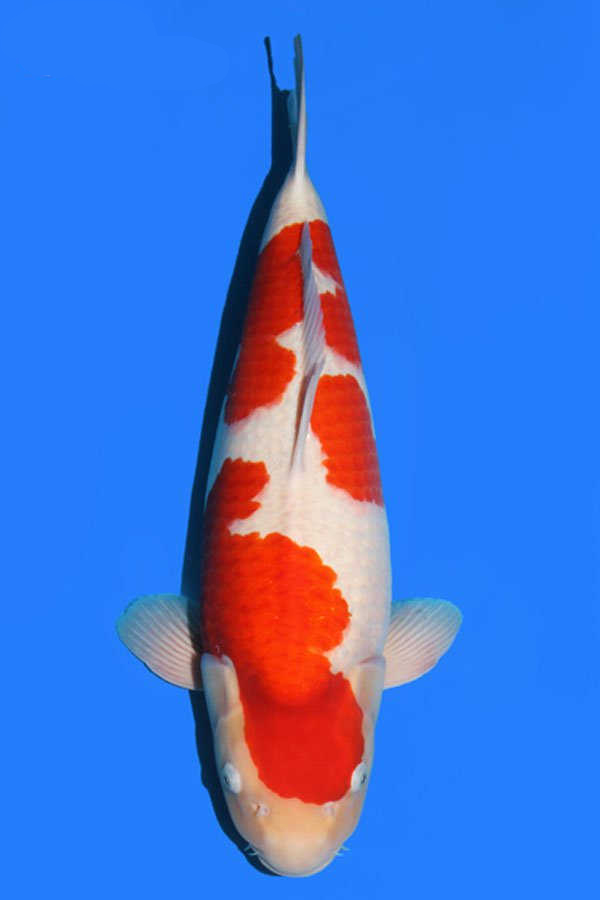 How to raise koi? customs seized Koi smuggled into Japan! (news).