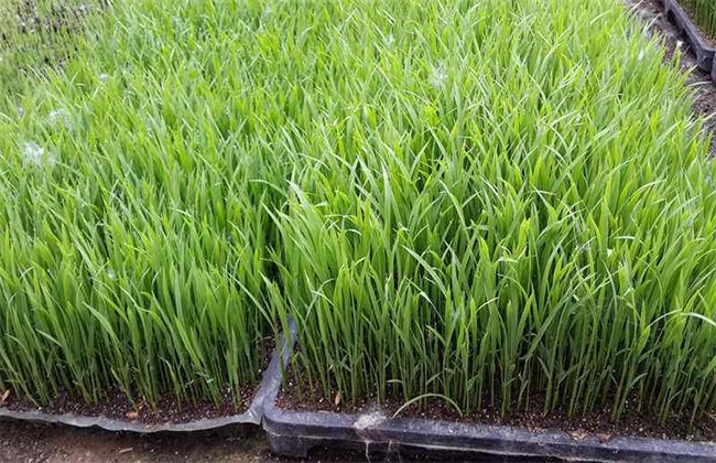 Seedling raising and transplanting techniques of Rice