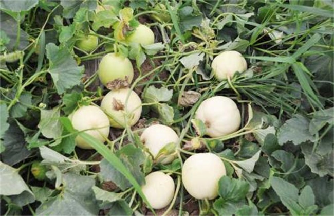 Causes and preventive measures of flower and fruit drop of white peony melon