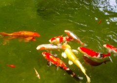 How to grow fast in koi, the cause and treatment of oblique tube worm in brocade carp