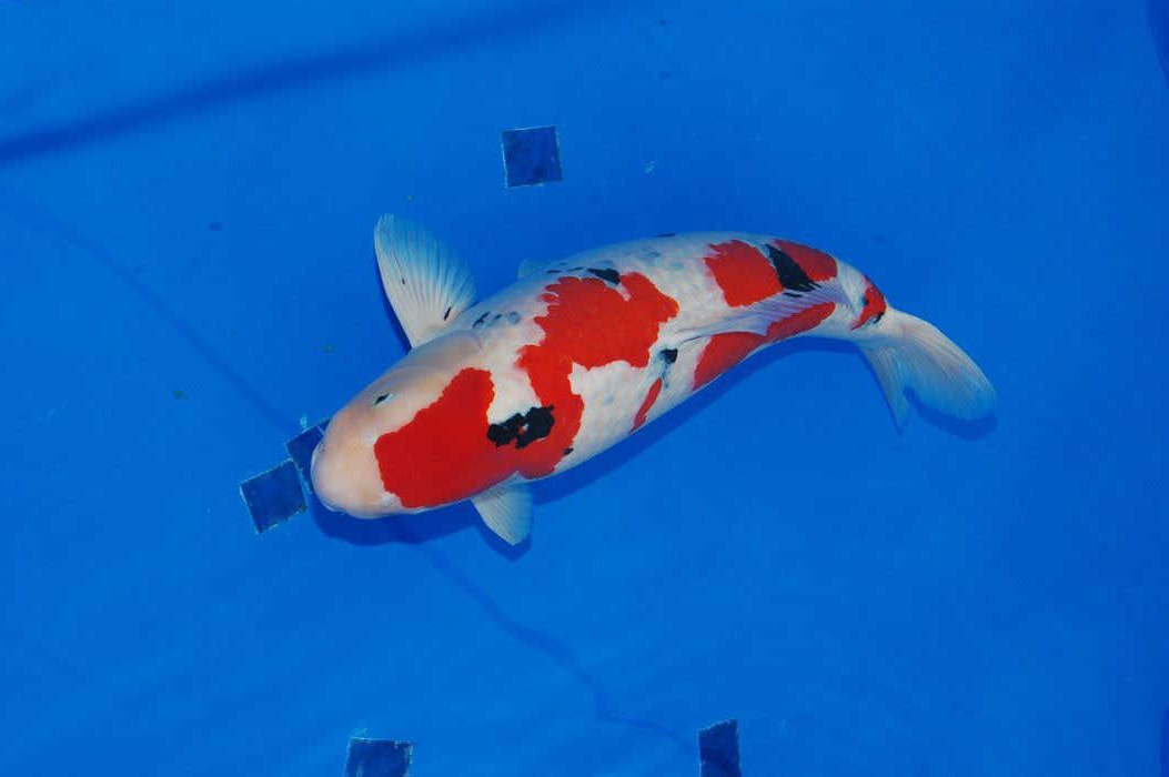 What about the new koi lying tank? the Great Wall Pet Show.