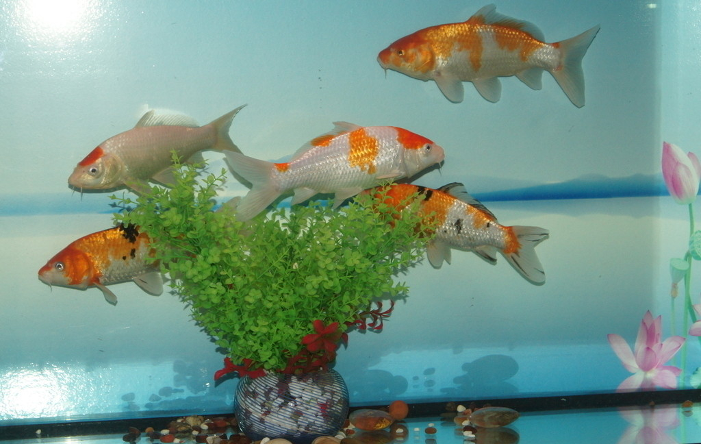 What are the selection criteria for koi? do you know how to clean your koi aquarium?