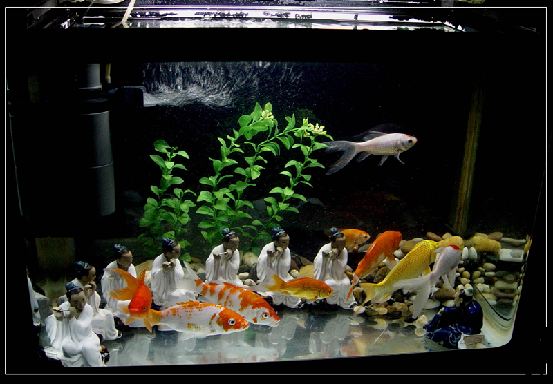 Koi and what kind of fish can be mixed culture, koi must pay attention to when changing water