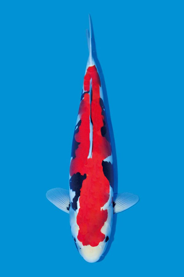 The culture skills of red tricolor koi and how to raise cypress leaf koi