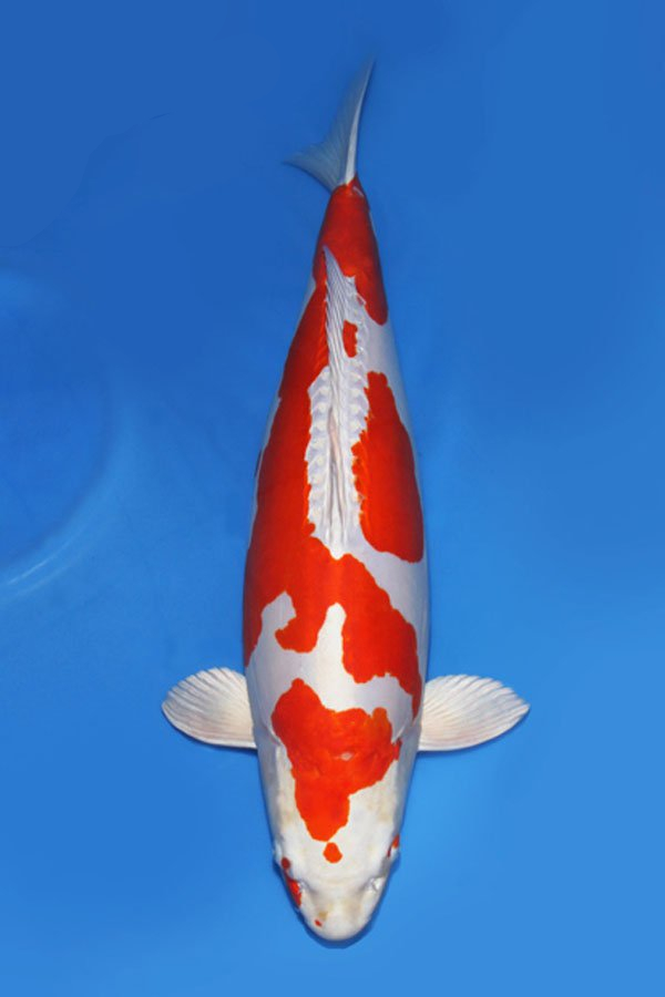 Is Jushui koi easier to raise than Baixie koi?