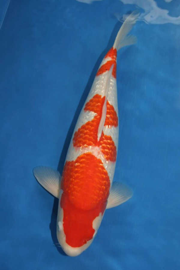 Koi dermatosis treatment, koi fade? What are the factors that affect the color of koi?