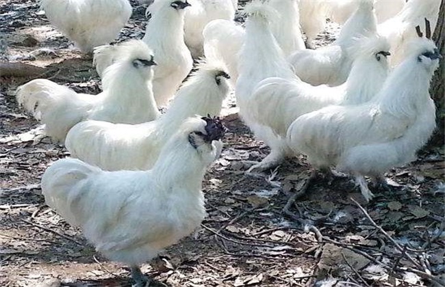 Brooding method of black chicken