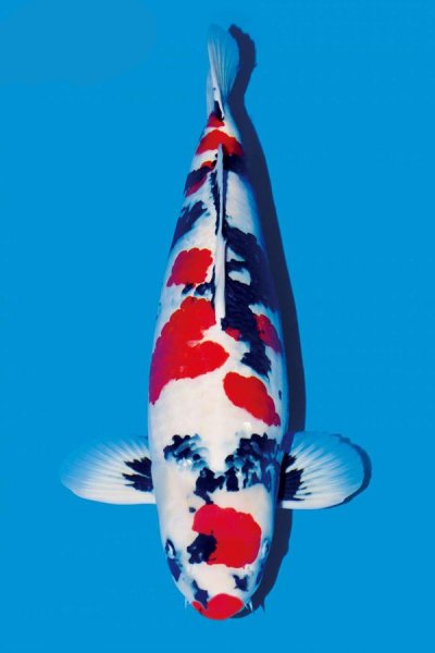 How do you see the lipstick and three-color koi?