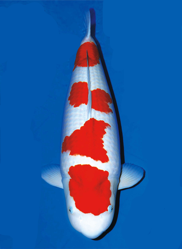 Is the red and white koi good-looking in the four segments? what are the breeding skills?