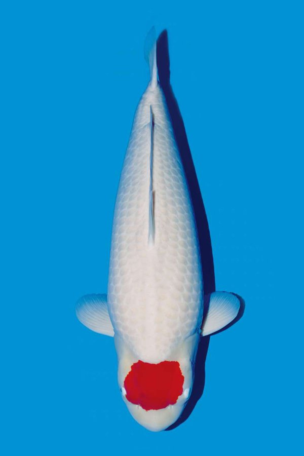 How to select the seedlings of Danding red and white koi